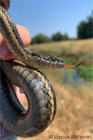 Pacific Gopher Snake