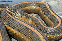 Giant Gartersnake