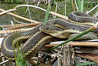 Giant Gartersnake