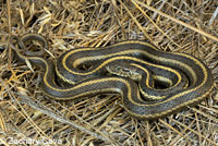 Pacific Gopher Snake