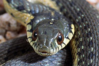 Two-striped Gartersnake