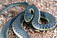 Two-striped Gartersnake