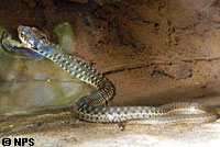 Coast Gartersnake