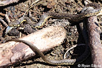 Two-striped Gartersnake