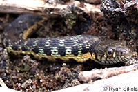 Two-striped Gartersnake