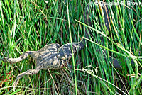 Two-striped Gartersnake