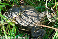 Two-striped Gartersnake