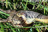 Two-striped Gartersnake