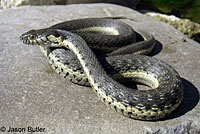 Two-striped Gartersnake