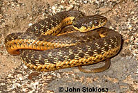 Two-striped Gartersnake