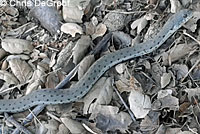 Two-striped Gartersnake