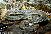 Two-striped Gartersnake