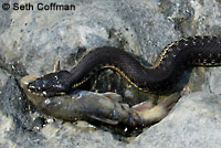 Two-striped Gartersnake