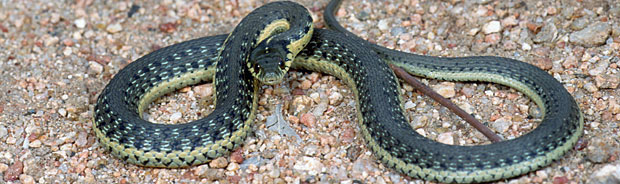 Two-striped Gartersnake