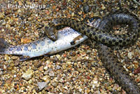 Two-striped Gartersnake