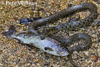 Two-striped Gartersnake