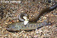 Two-striped Gartersnake