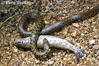 Two-striped Gartersnake