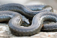 Two-striped Gartersnake