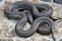 Two-striped Gartersnake