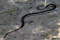 Two-striped Gartersnake