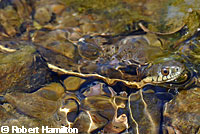 Two-striped Gartersnake