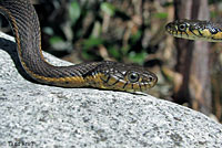 Two-striped Gartersnake