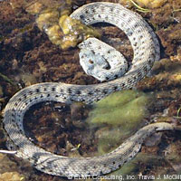 Two-striped Gartersnake