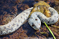 Two-striped Gartersnake