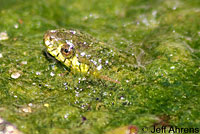 Two-striped Gartersnake