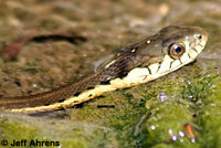 Two-striped Gartersnake