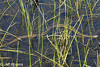 Two-striped Gartersnake