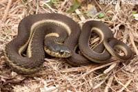 Two-striped Gartersnake