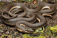 Two-striped Gartersnake