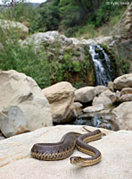 Two-striped Gartersnake