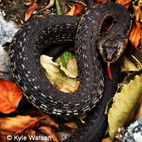 Two-striped Gartersnake