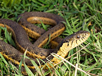 Two-striped Gartersnake