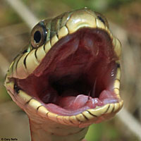 Two-striped Gartersnake