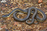 Two-striped Gartersnake