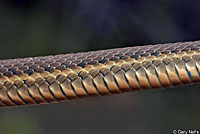 Two-striped Gartersnake