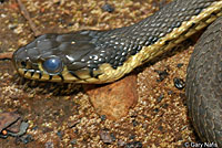 Two-striped Gartersnake