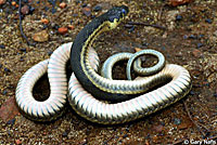 Two-striped Gartersnake