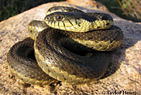 Two-striped Gartersnake