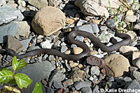 Two-striped Gartersnake