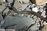 Two-striped Gartersnake