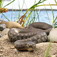 Two-striped Gartersnake