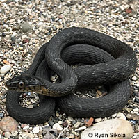 Two-striped Gartersnake