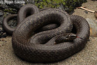 Two-striped Gartersnake