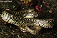 Two-striped Gartersnake