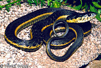 Two-striped Gartersnake